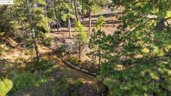 a picture of tree