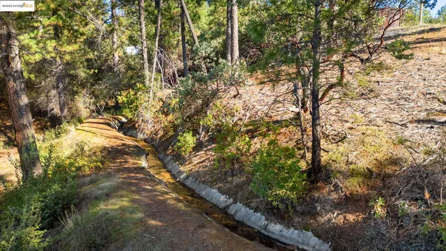 a view of a tree in a yard