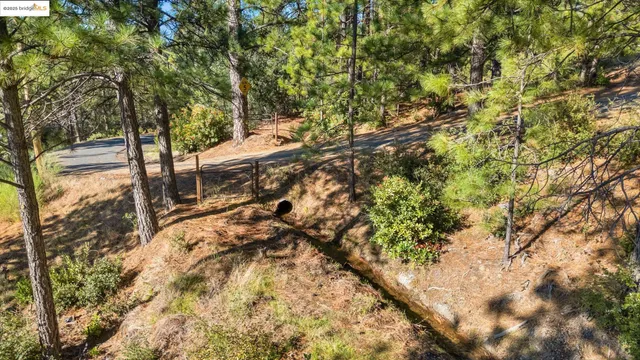 a view of a forest with a tree