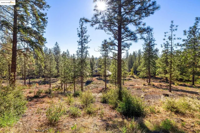a view of a yard with trees