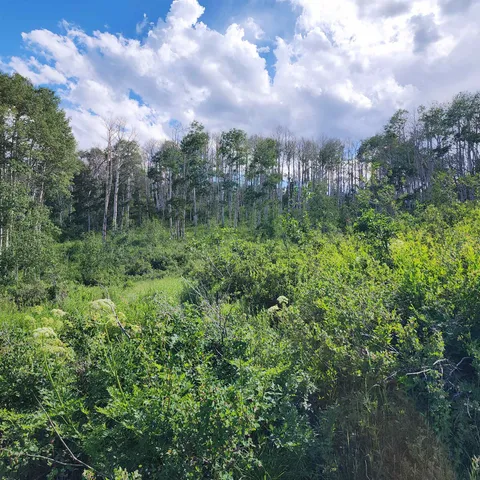 a view of a lush green forest