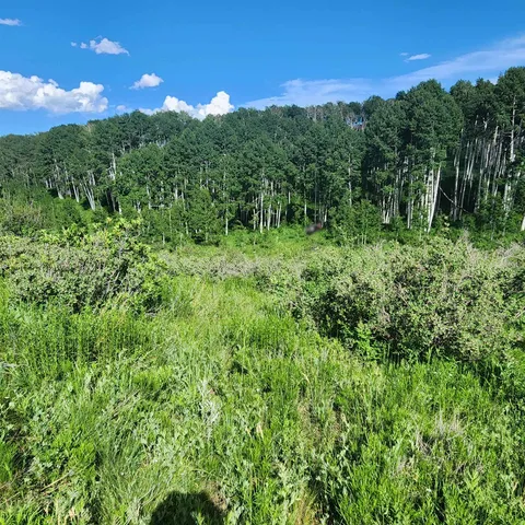 a view of a yard with large trees