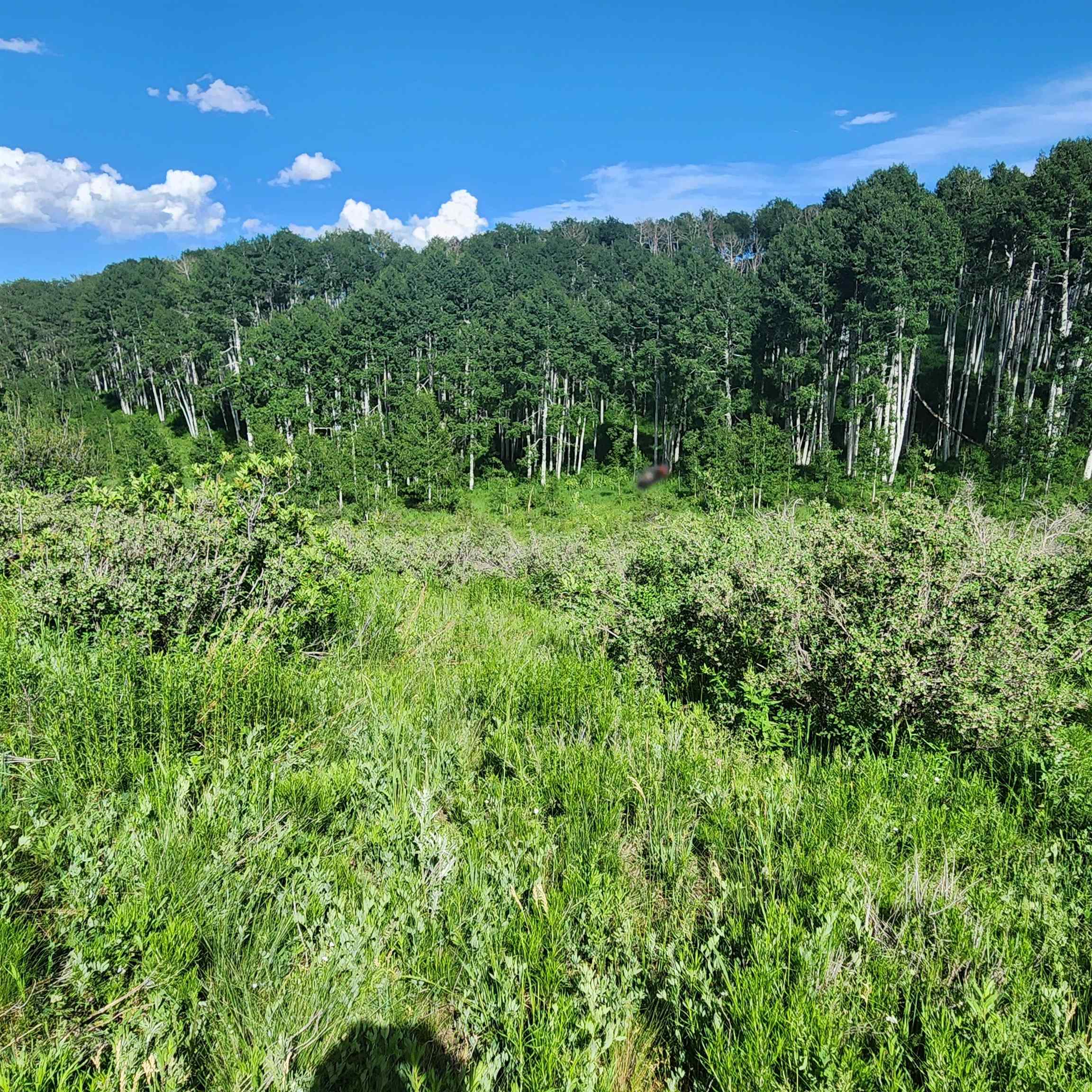 Tbd Z S Road, Unit 240 ACRES) Whitewater, CO 81527 - Photo 13 of 24 a view of a lush green forest