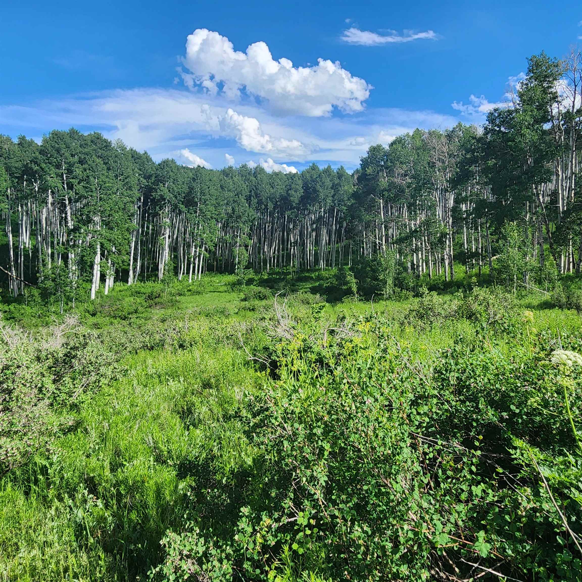 Tbd Z S Road, Unit 240 ACRES) Whitewater, CO 81527 - Photo 14 of 24 a view of a yard with large trees