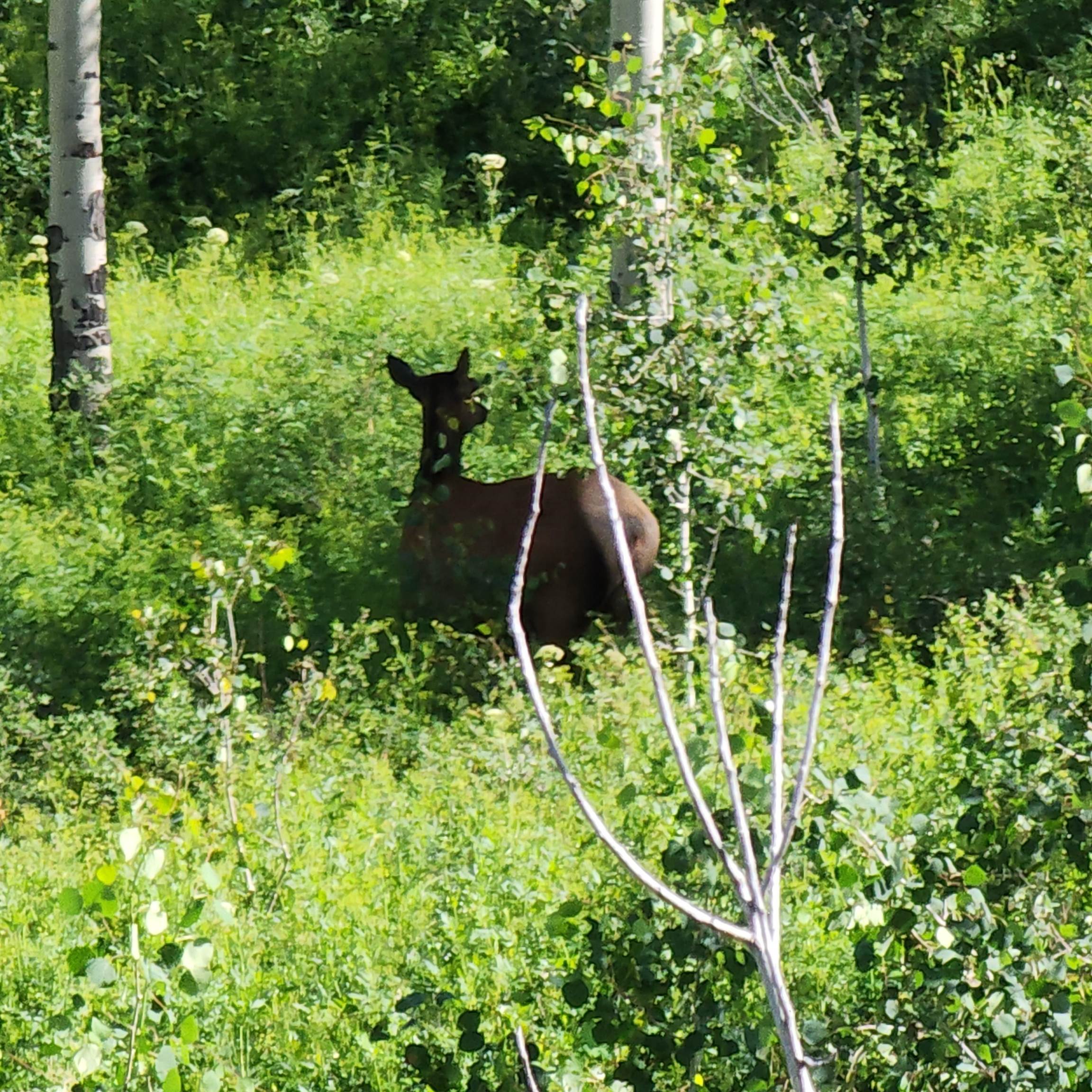 Tbd Z S Road, Unit 240 ACRES) Whitewater, CO 81527 - Photo 15 of 24 a garden view