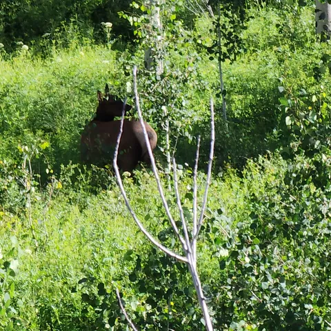 a view of a forest with a tree
