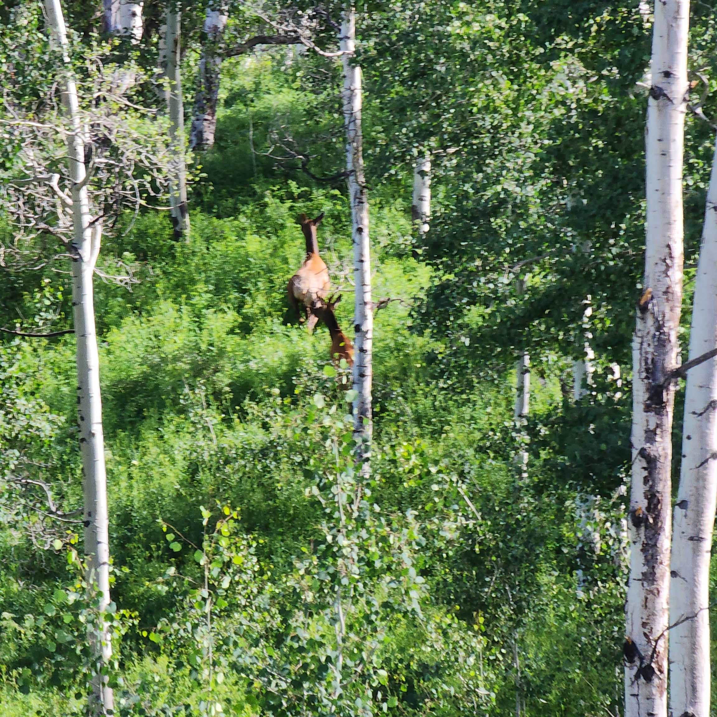 Tbd Z S Road, Unit 240 ACRES) Whitewater, CO 81527 - Photo 18 of 24 a view of a forest with a tree