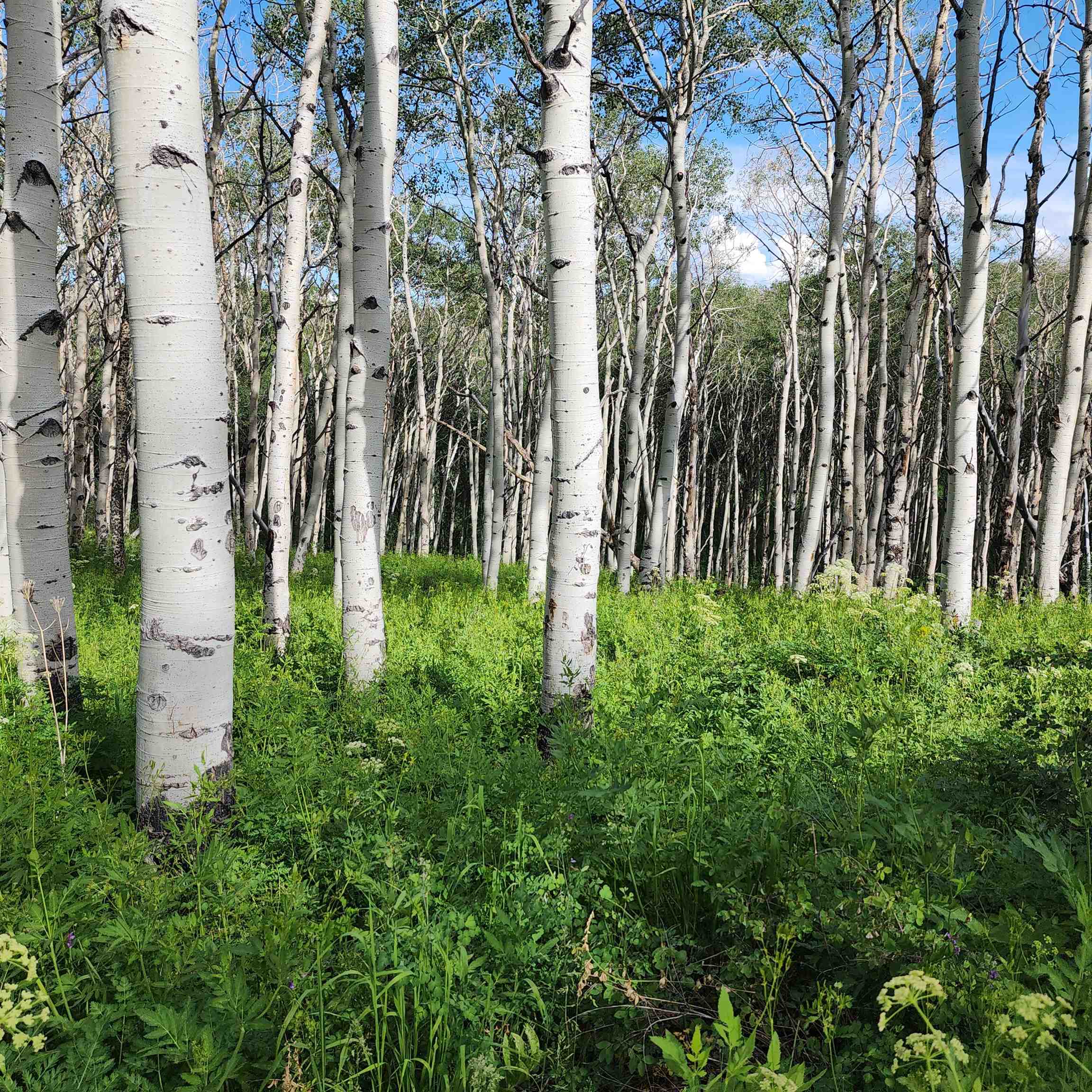 Tbd Z S Road, Unit 240 ACRES) Whitewater, CO 81527 - Photo 20 of 24 a backyard of a house with lots of green space