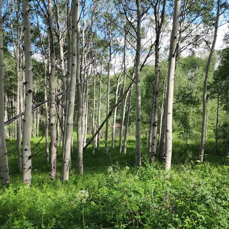 a view of a lush green forest