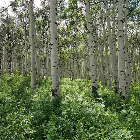 $840,000 | Tbd Z S Road, Unit 240 ACRES), Whitewater, CO 81527