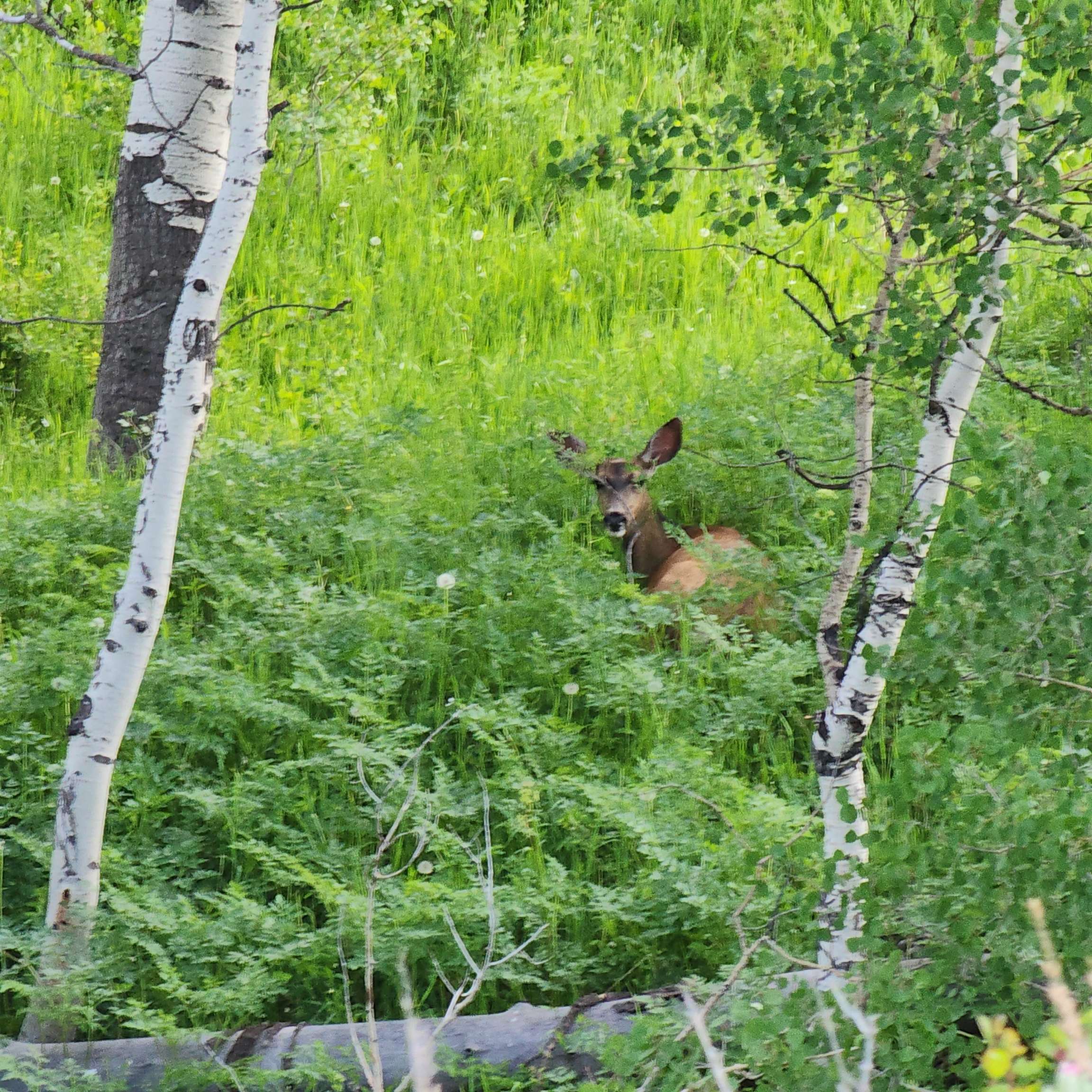 Tbd Z S Road, Unit 240 ACRES) Whitewater, CO 81527 - Photo 23 of 24 a view of a lush green forest