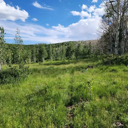 a view of a lush green forest