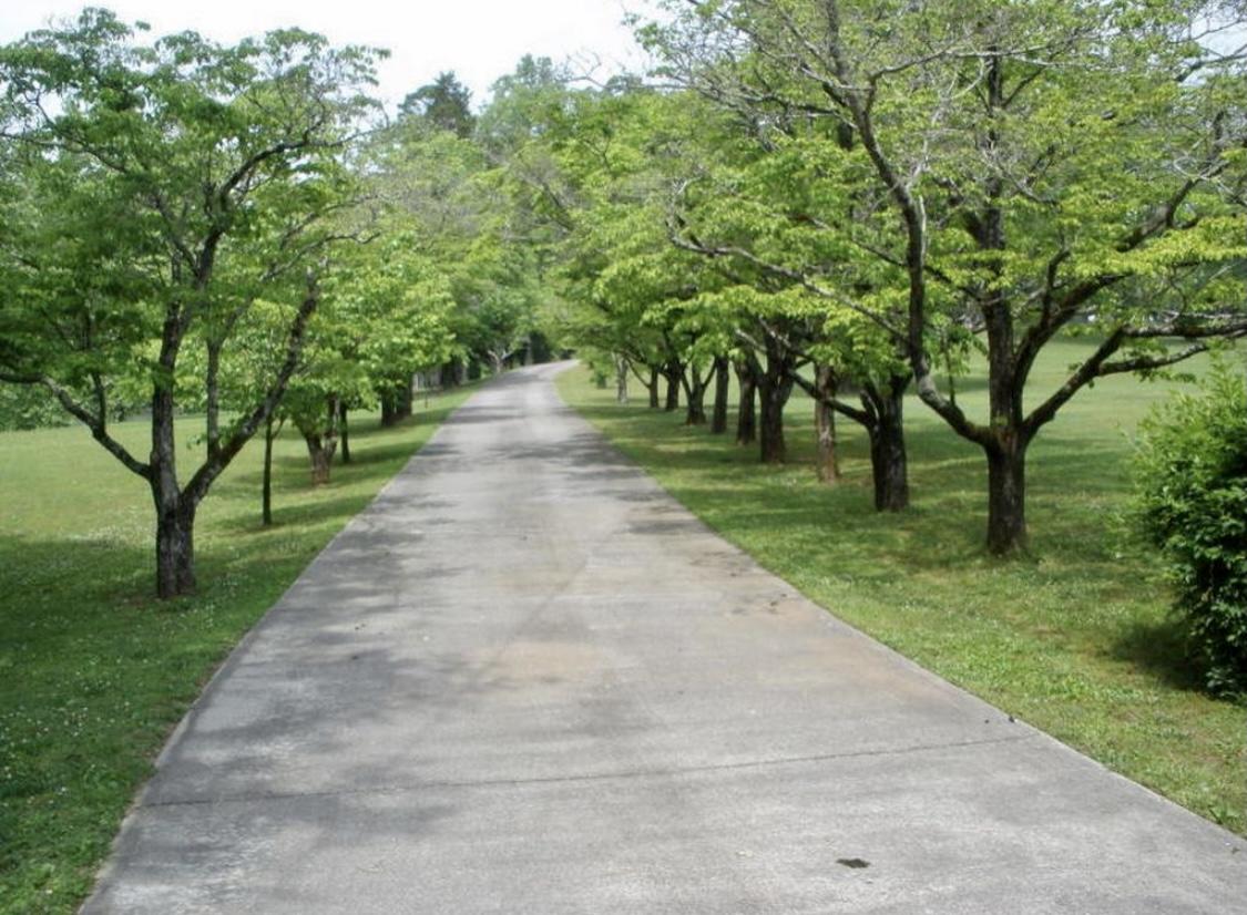 1070 Whites Creek Road Spring City, TN 37381 - Photo 3 of 44 Tree lined drive