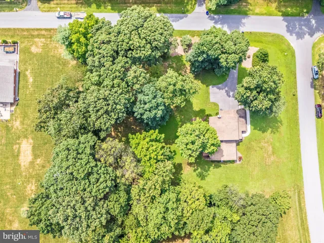 a close up of a flower in a garden