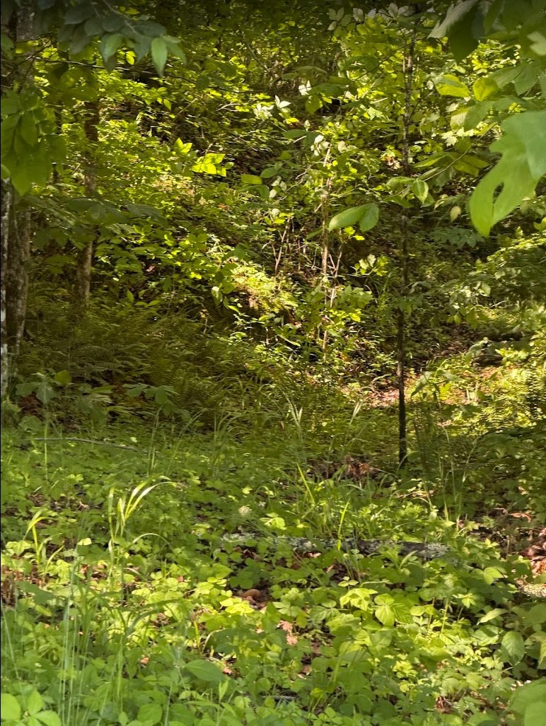 0 Spring Creek Road Cookeville, TN 38501 - Photo 1 of 13