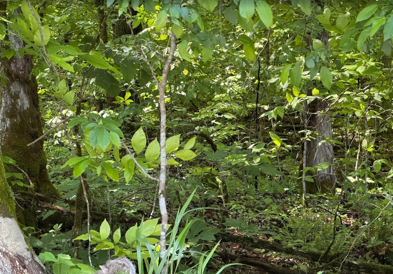 0 Spring Creek Road Cookeville, TN 38501 - Photo 11 of 13