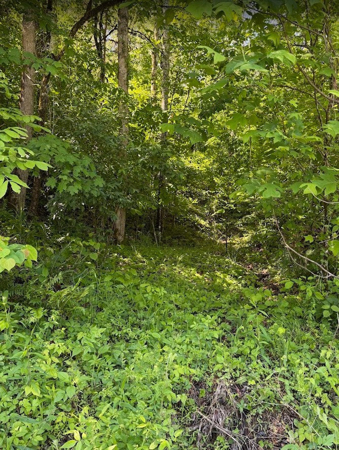 0 Spring Creek Road Cookeville, TN 38501 - Photo 12 of 13