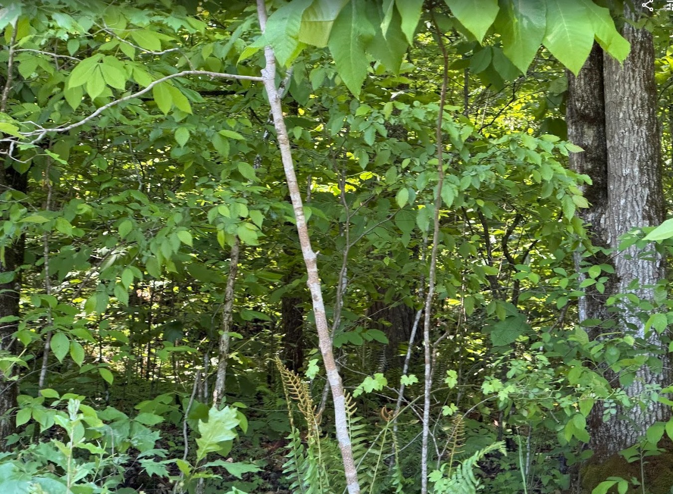 0 Spring Creek Road Cookeville, TN 38501 - Photo 13 of 13