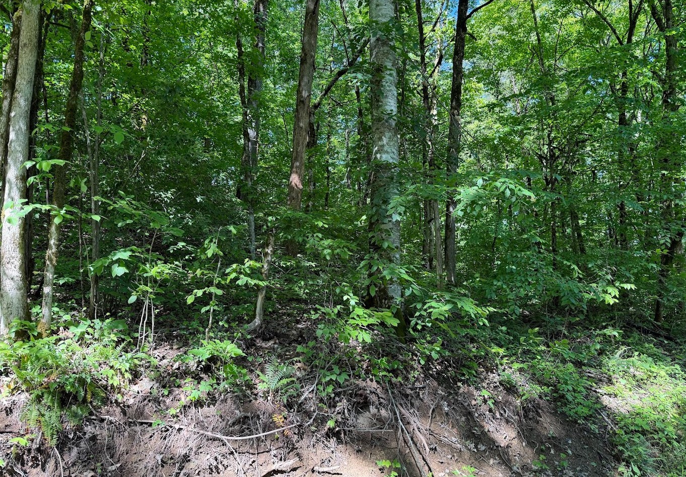 0 Spring Creek Road Cookeville, TN 38501 - Photo 3 of 13
