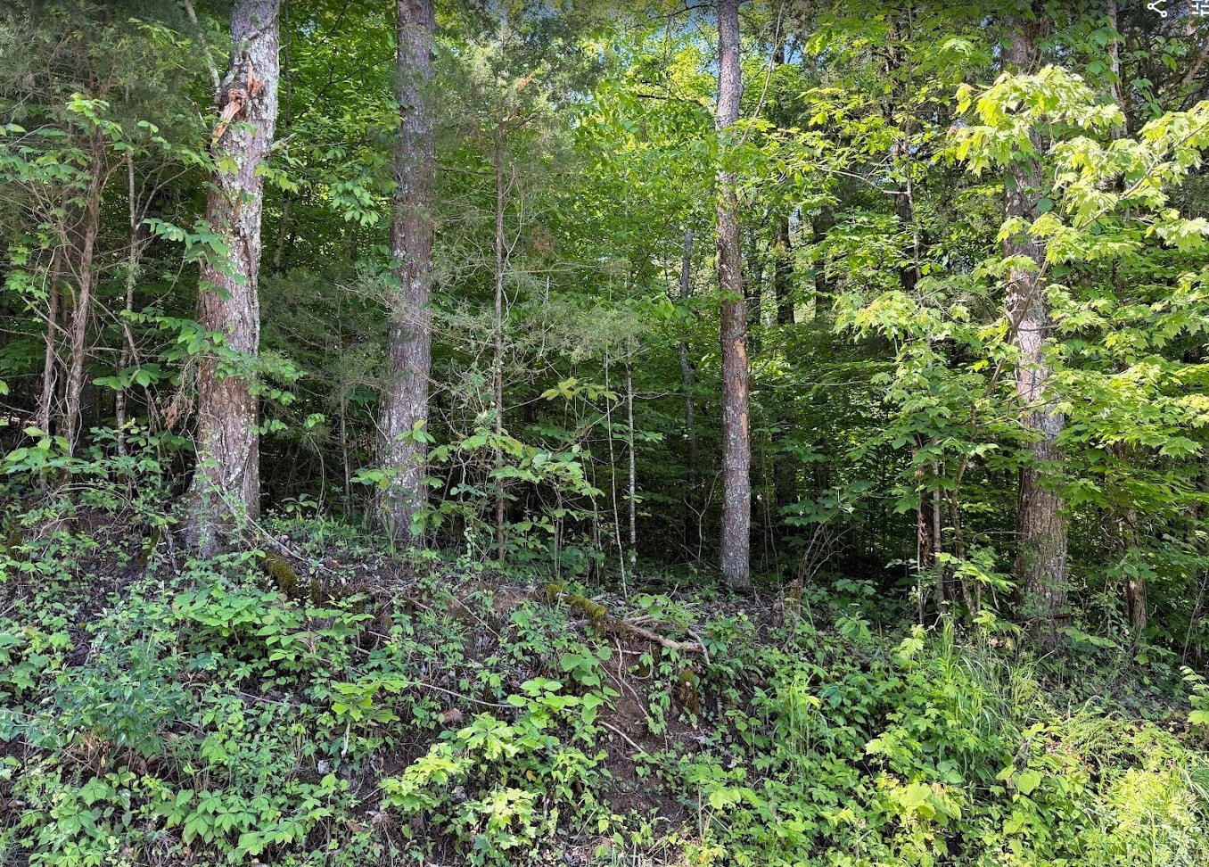 0 Spring Creek Road Cookeville, TN 38501 - Photo 5 of 13