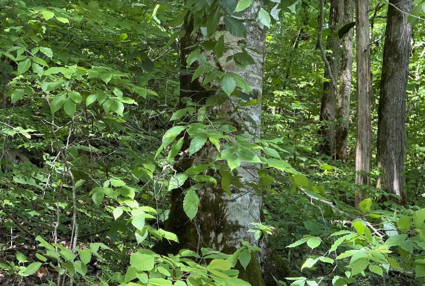 0 Spring Creek Road Cookeville, TN 38501 - Photo 6 of 13