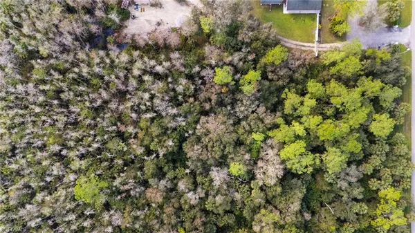 a view of a forest with a tree