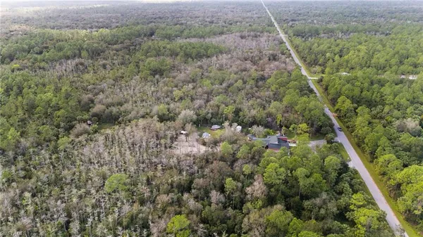 a view of a forest with a tree