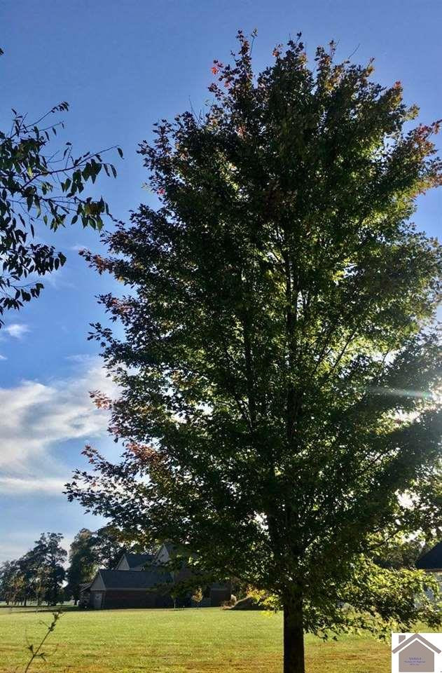 Squire Road, Unit 1 Murray, KY 42071 - Photo 1 of 1 Tree on subject lot