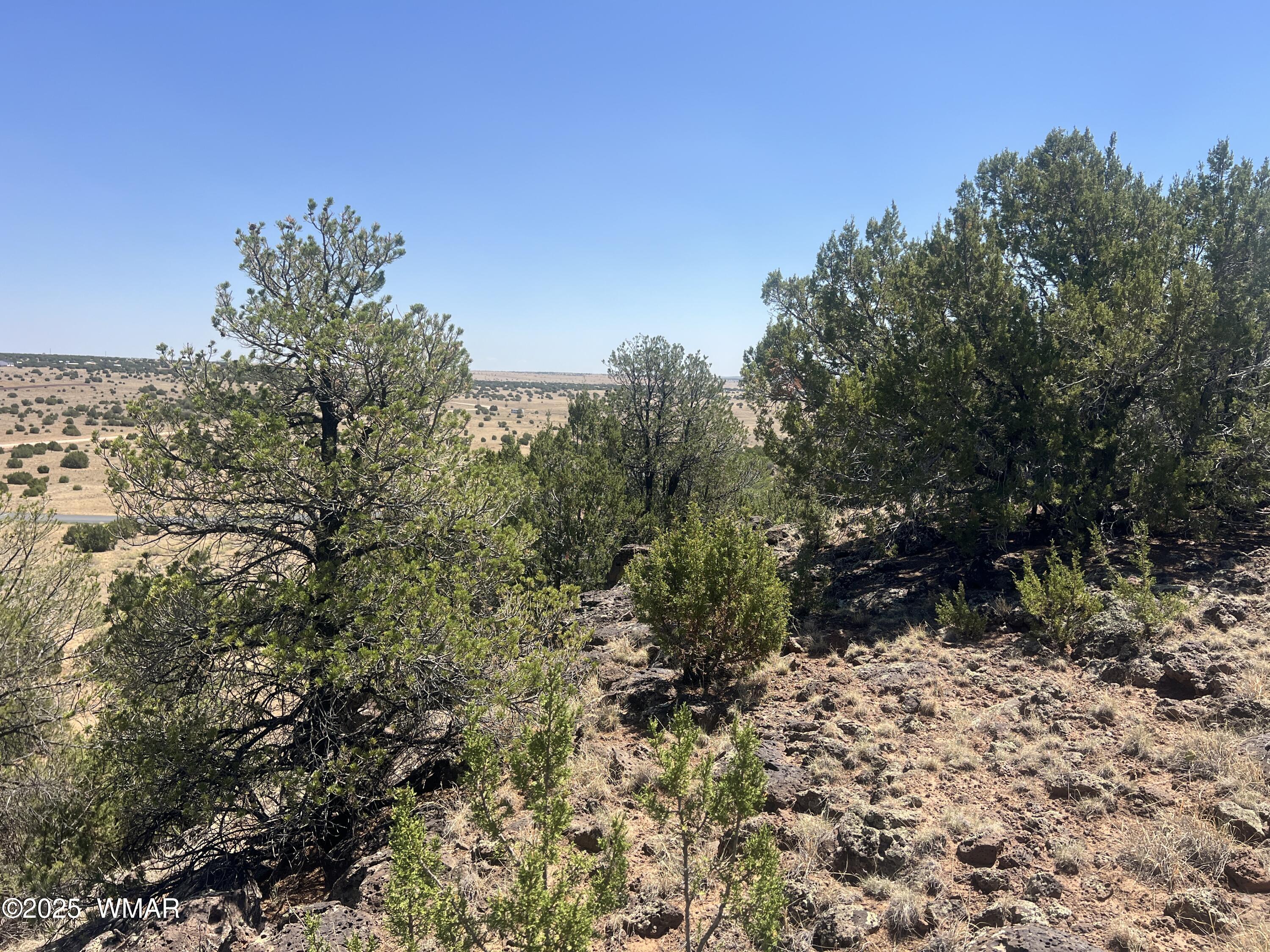 5 County Road Concho, AZ 85924 - Photo 2 of 15 a view of a forest with a tree in the background
