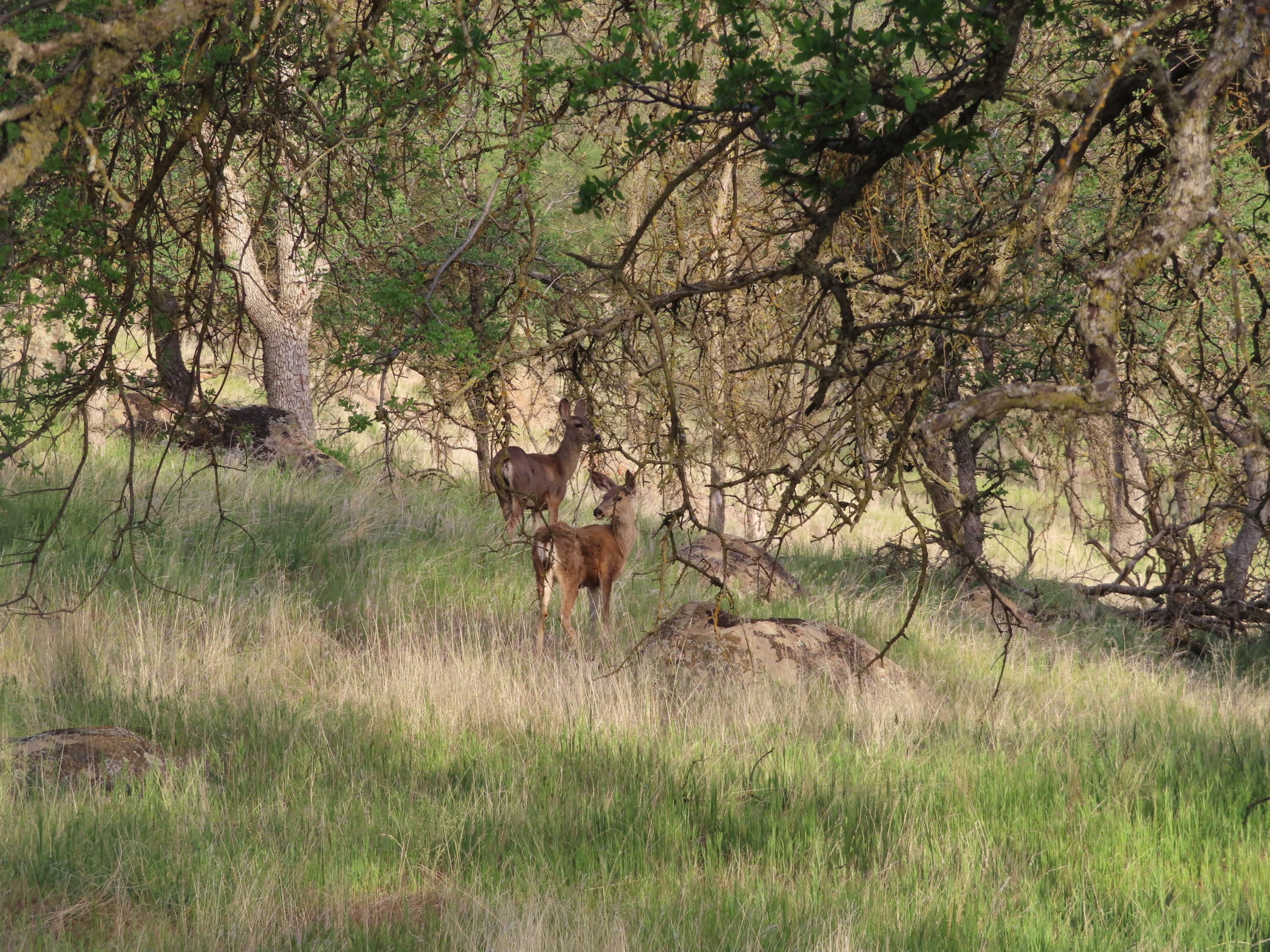 Jack Springs Road Tehachapi, CA 93561 - Photo 20 of 29 IMG_0342