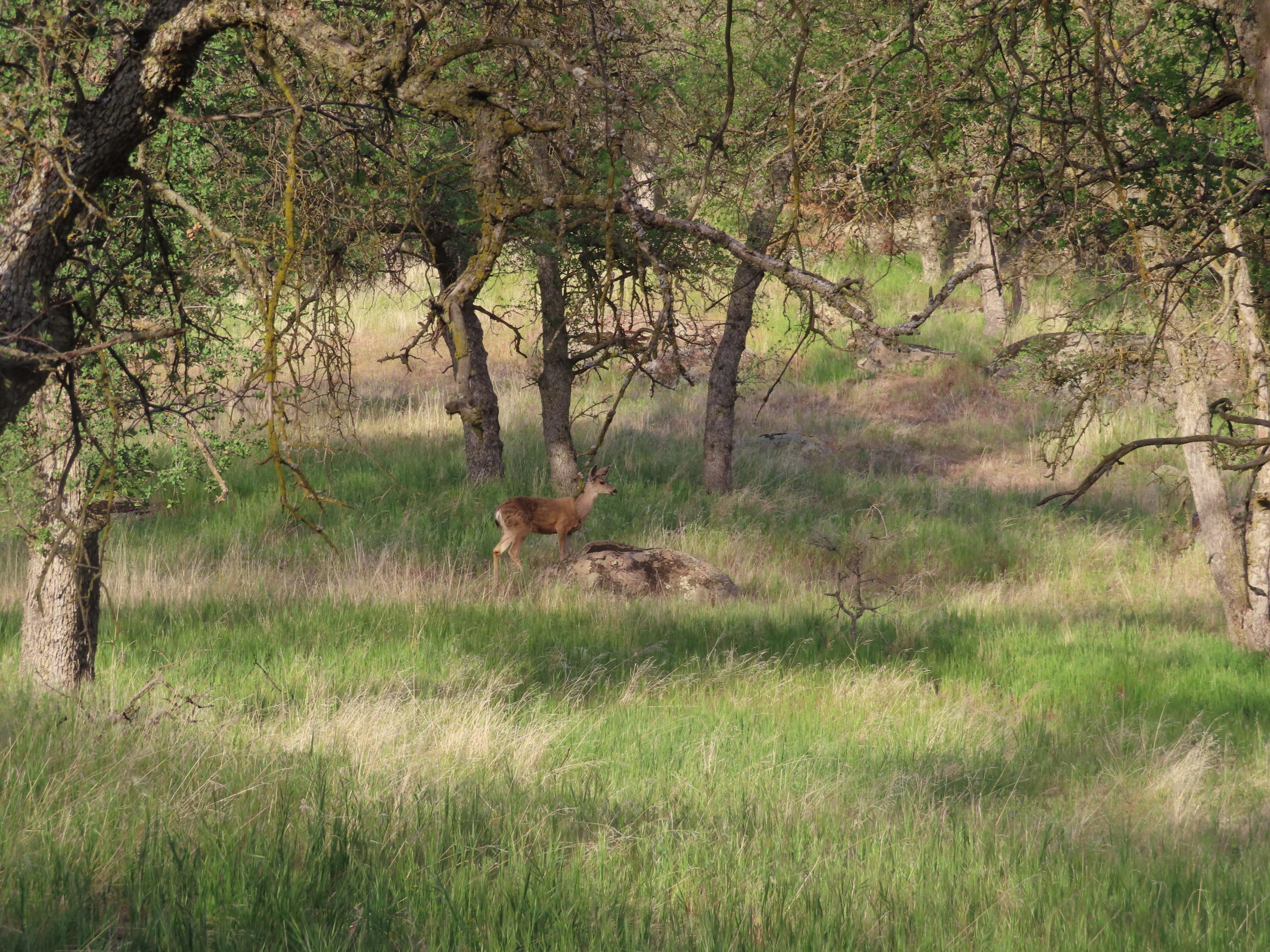 Jack Springs Road Tehachapi, CA 93561 - Photo 21 of 29 IMG_0338