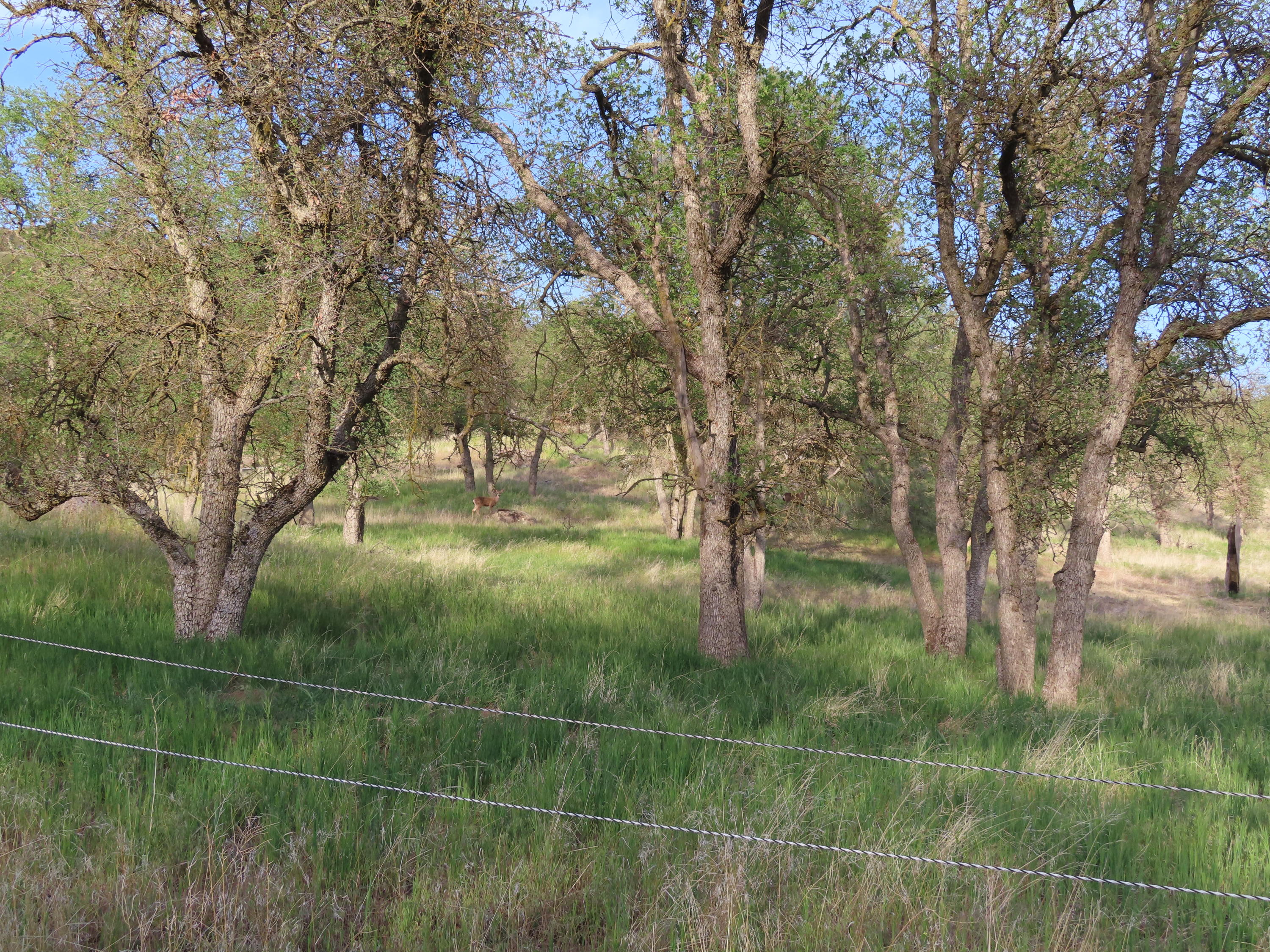 Jack Springs Road Tehachapi, CA 93561 - Photo 23 of 29 IMG_0339
