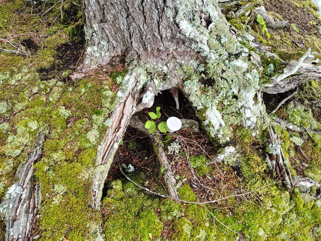 $349,000 | 114 Plunkett Pond Road, Benedicta, ME 04733