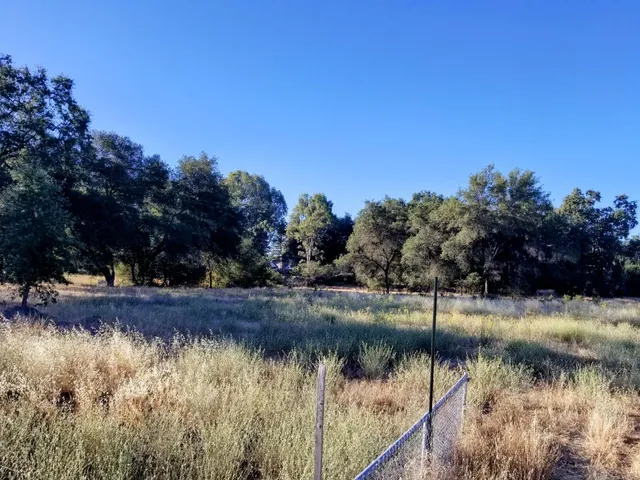 a view of river covered by trees and trees