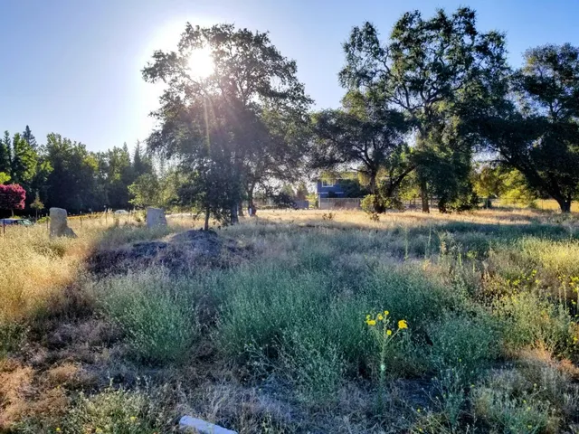 a view of a yard with a tree