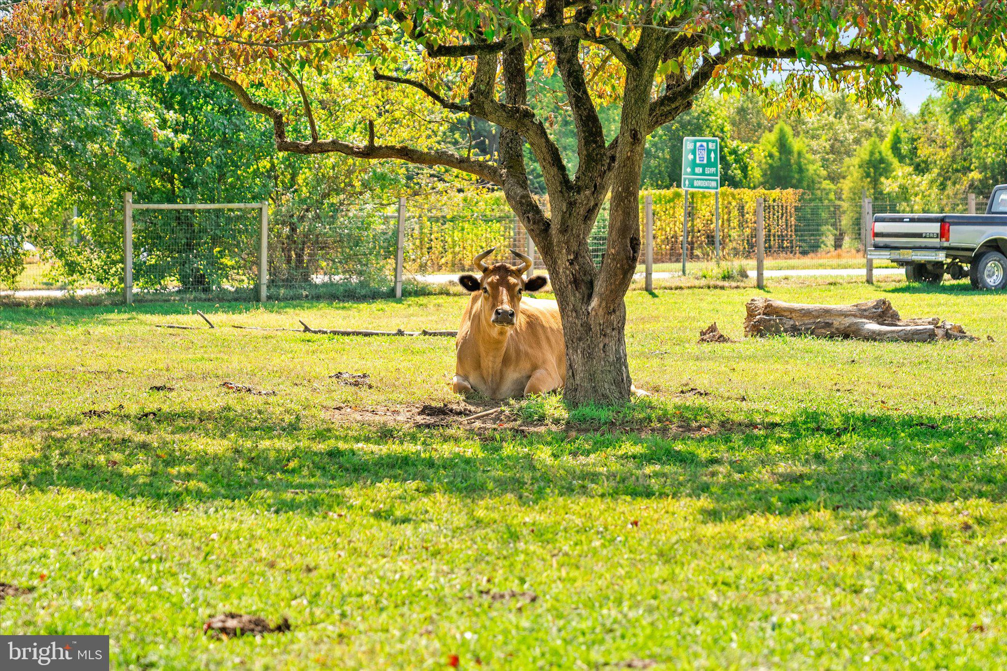 537 Arneytown-chesterfield Road Chesterfield, NJ 08515 - Photo 17 of 87 a view of a yard with an trees