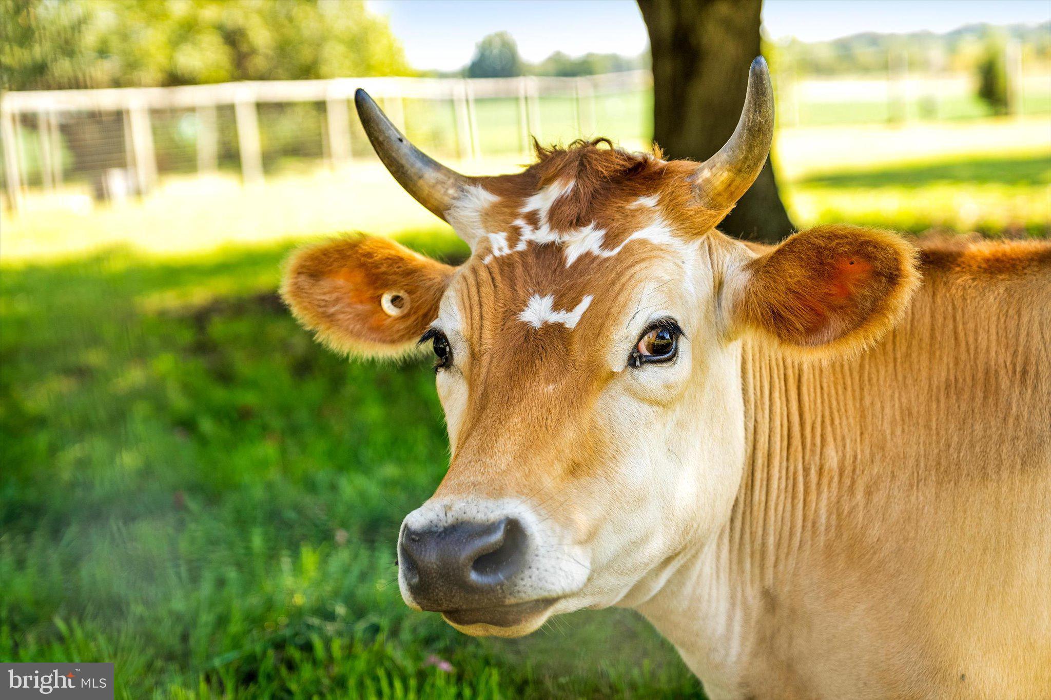 537 Arneytown-chesterfield Road Chesterfield, NJ 08515 - Photo 19 of 87 a view of a swimming pool