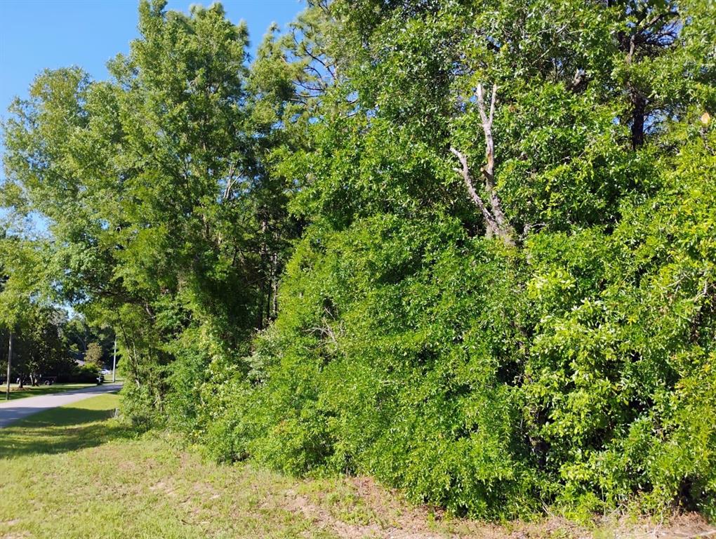 Northeast 155th Court Williston, FL 32696 - Photo 3 of 5 a view of a yard with a tree
