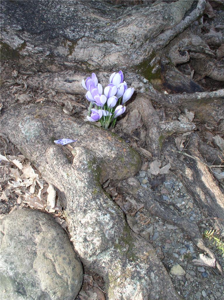 7 Allegheny Road Mount Bethel, PA 18343 - Photo 31 of 71 Natural beauty blooms amongst mature tree roots in the peaceful outdoor landscape.