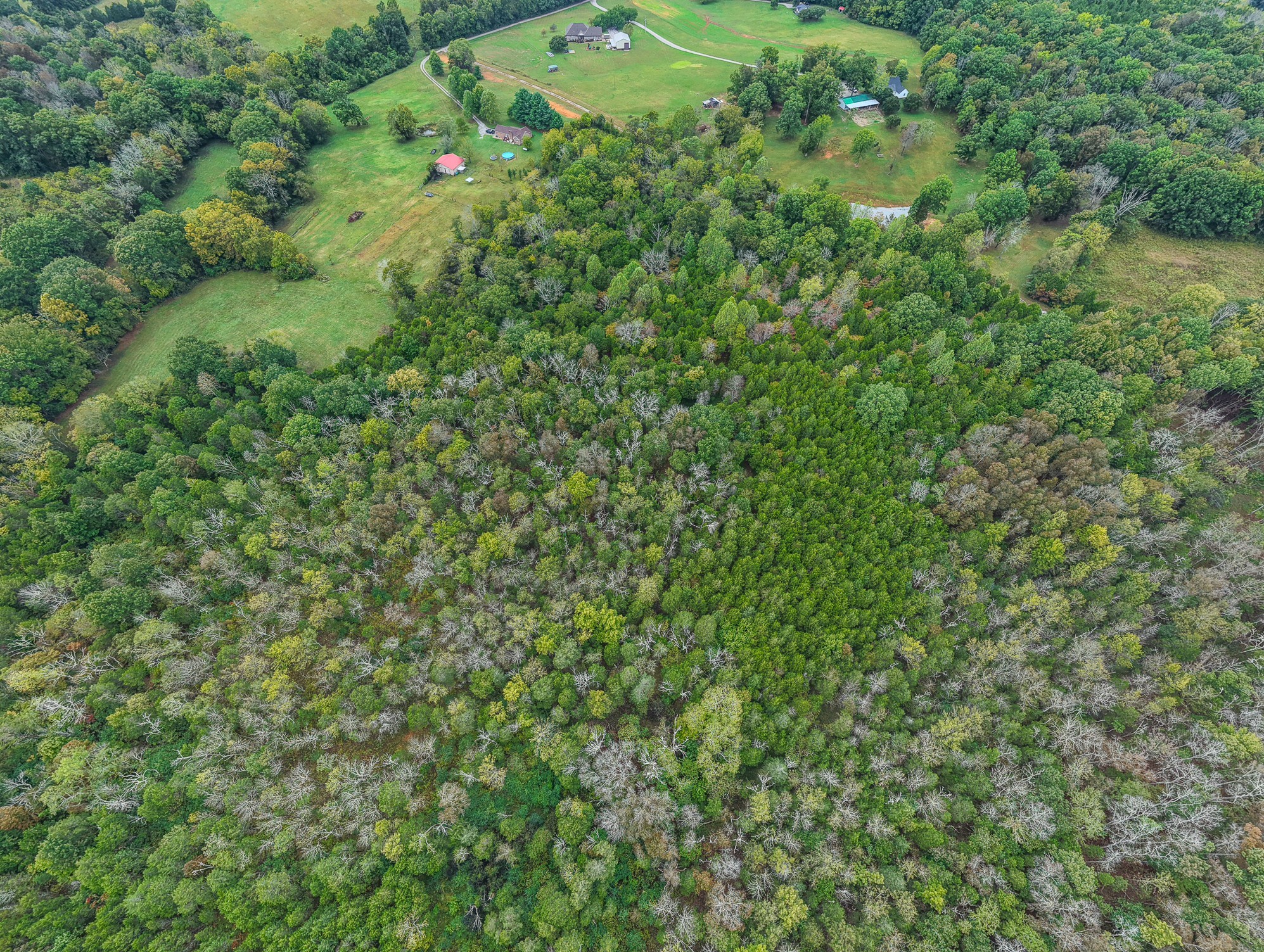 0 Pickles Lane Spring Hill, TN 37174 - Photo 11 of 21 a view of a lush green forest with a houses