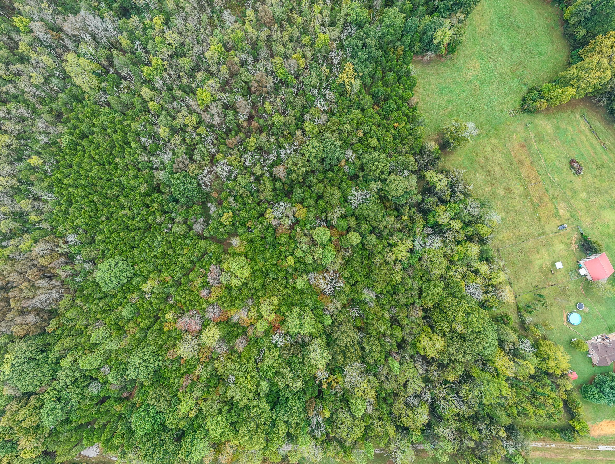 0 Pickles Lane Spring Hill, TN 37174 - Photo 15 of 21 a view of a lush green forest