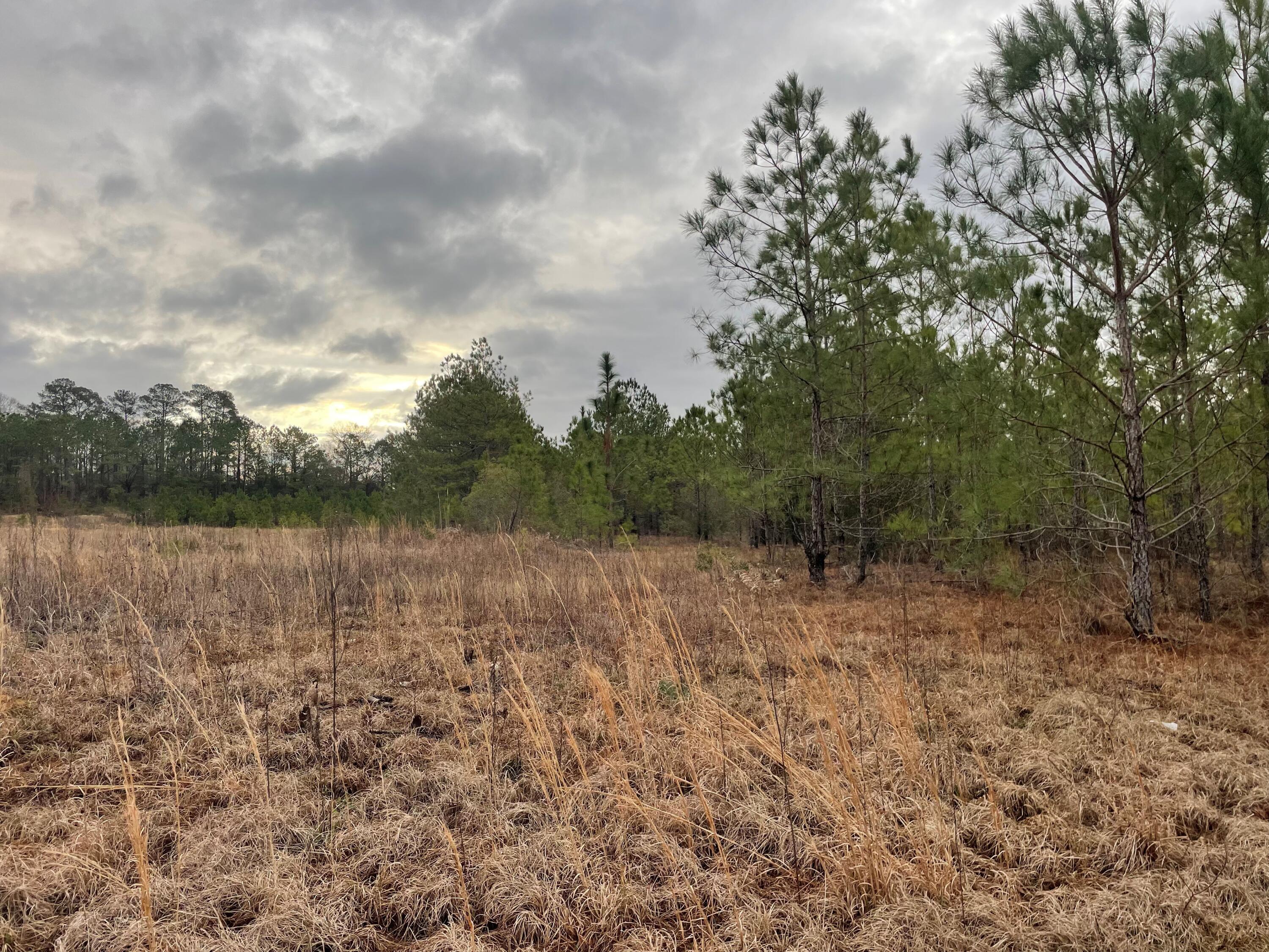 Lot 8 Sumrall Road Columbia, MS 39429 - Photo 3 of 5 Gallery Image 3