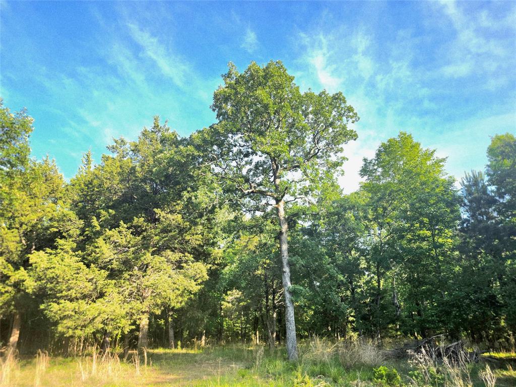 Welcome to 0 Timber Ridge, Lot 377, Larue at Safari Waters Ranch.