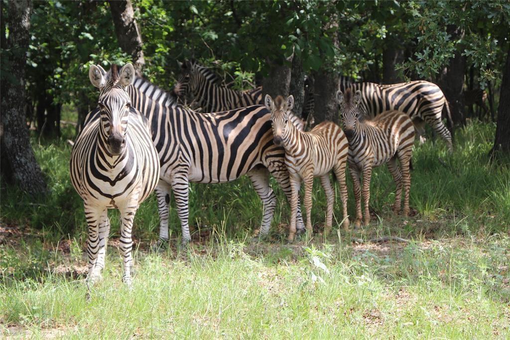 Lot 377 Timber Ridge Larue, TX 75770 - Photo 15 of 39 This herd of Zebra roam free within the gated section of SWR.