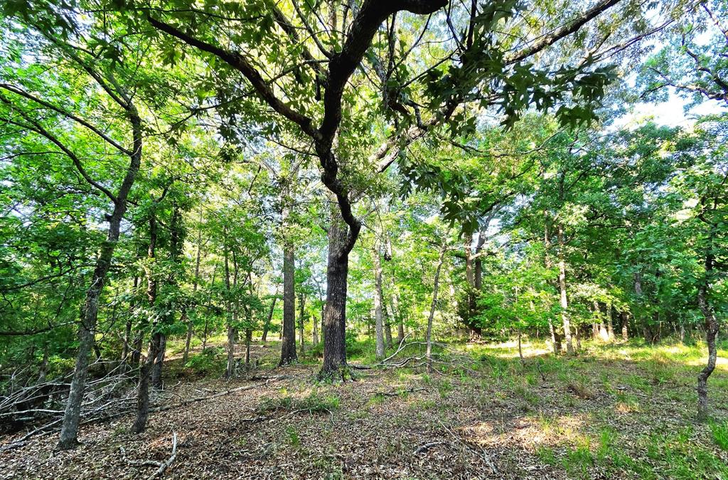 Lot 377 Timber Ridge Larue, TX 75770 - Photo 16 of 39 a big yard with lots of green space and deers