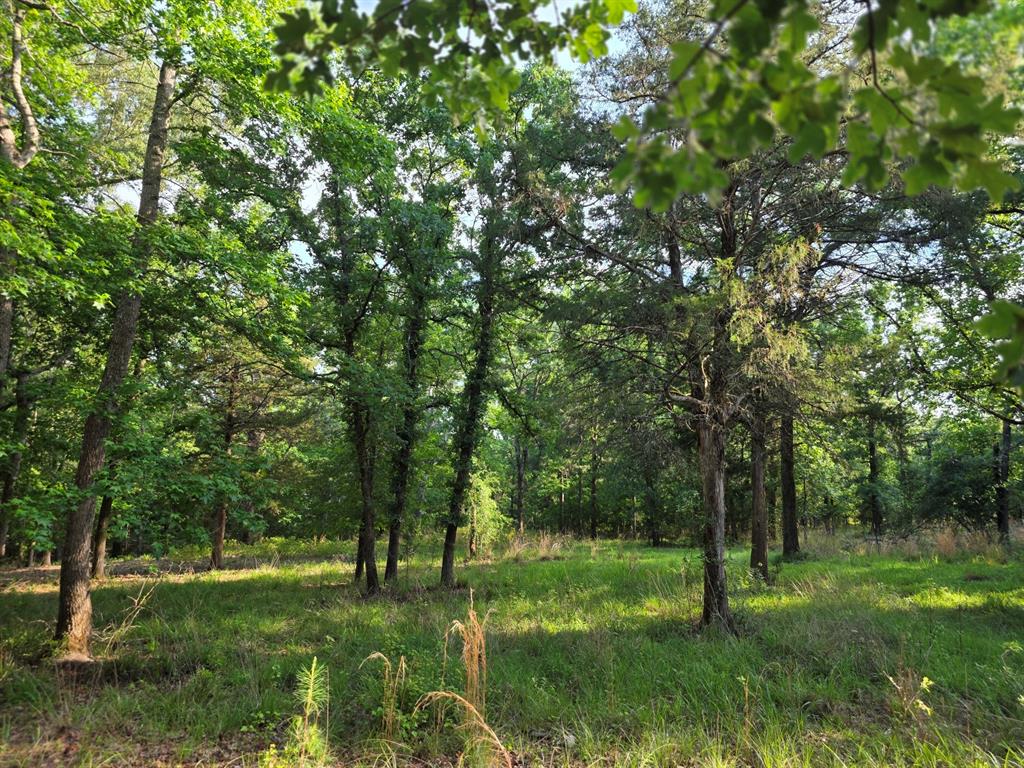 Lot 377 Timber Ridge Larue, TX 75770 - Photo 2 of 39 a big yard with lots of green space and trees in the background
