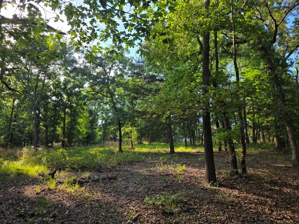 Lot 377 Timber Ridge Larue, TX 75770 - Photo 21 of 39 Another view of Lot 377