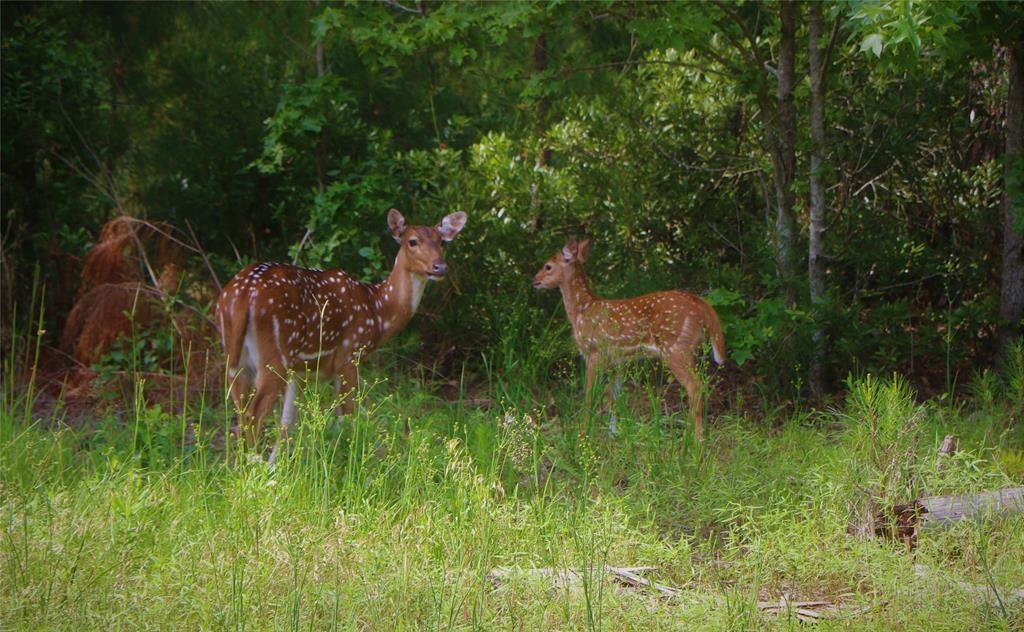 Lot 377 Timber Ridge Larue, TX 75770 - Photo 23 of 39 Axis deer, also known as the neighborhood welcoming committee!