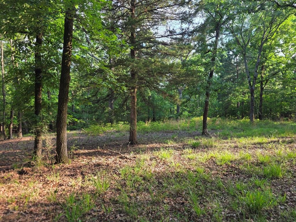 Lot 377 Timber Ridge Larue, TX 75770 - Photo 3 of 39 a view of a tree in a yard