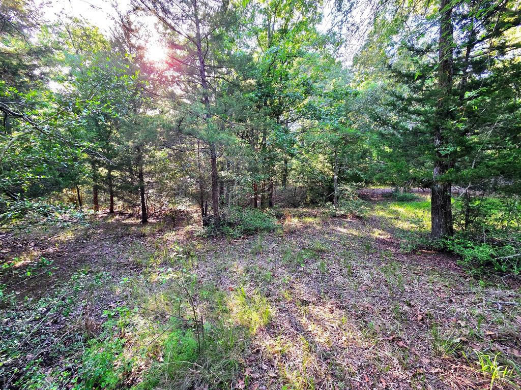 Lot 377 Timber Ridge Larue, TX 75770 - Photo 31 of 39 A wet weather creek traverses the middle of the property.